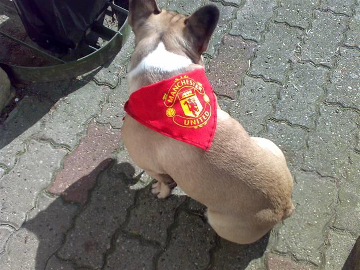 Fransk bulldog Kento billede 19