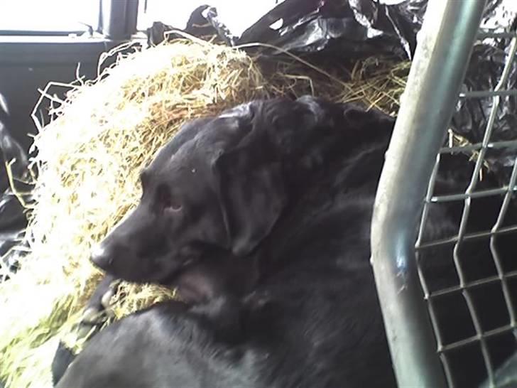 Blanding af racer Lady R.I.P billede 9