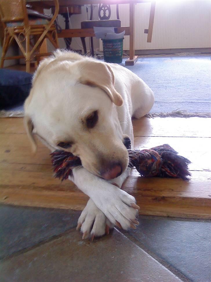 Labrador retriever Lucka - Dette stykke legetøj, er det bedste hun har . :) (Smid gerne en kommentar) .  billede 2