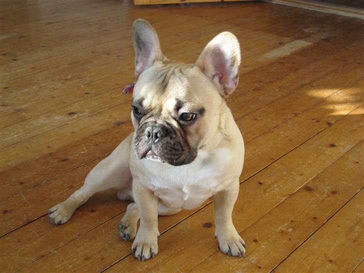 Fransk bulldog Kwark (casmiers joy) - Her sidder han og ser rigtig nuttet ud! billede 8