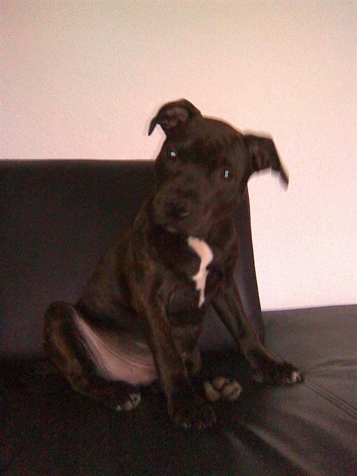 Staffordshire bull terrier Staff Royal Kejser R.I.P billede 10
