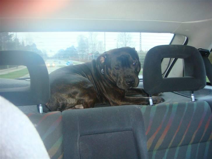 Staffordshire bull terrier Staff Royal Kejser R.I.P - Lille skat, du kan da umuligt ligge godt på HATTEHYLDEN billede 11