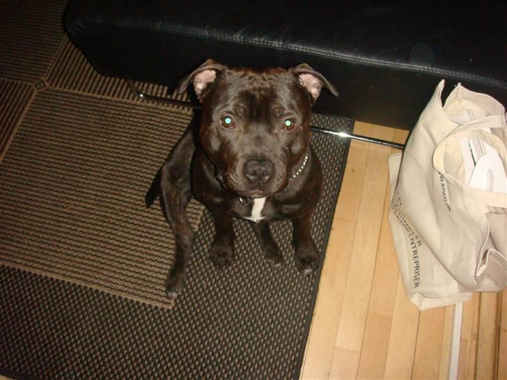 Staffordshire bull terrier Staff Royal Kejser R.I.P - Kejser på sin et års fødselsdag :) billede 12