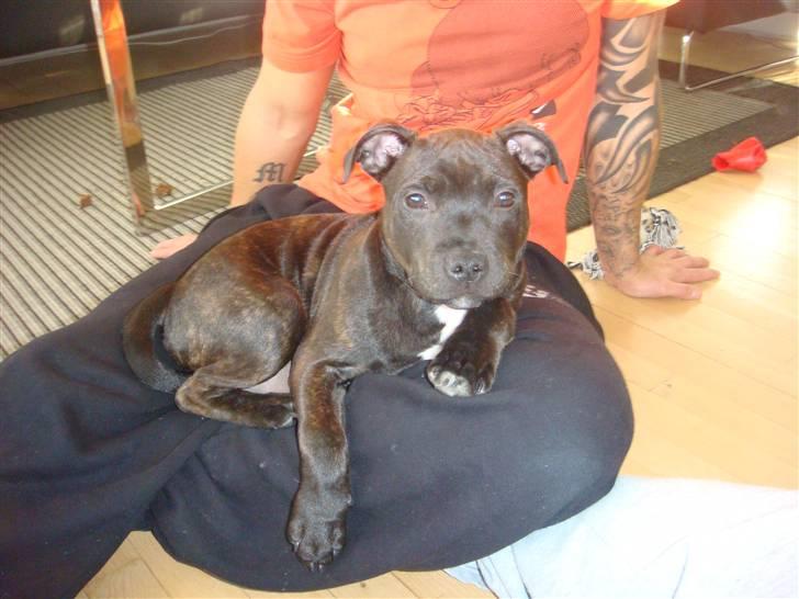 Staffordshire bull terrier Staff Royal Kejser R.I.P billede 13