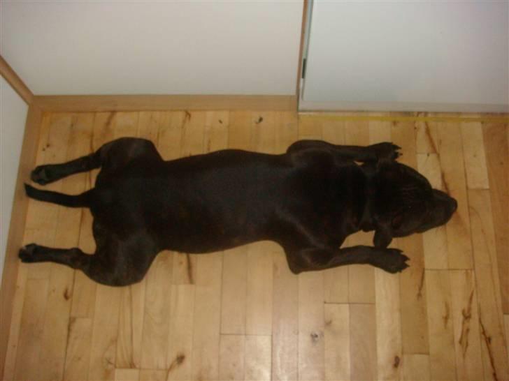 Staffordshire bull terrier Staff Royal Kejser R.I.P - HMMM.....?? billede 14