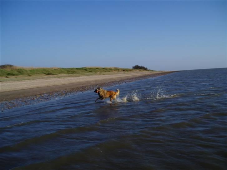 Tervueren El Rico Marajuyo      - mere løb på stranden billede 7