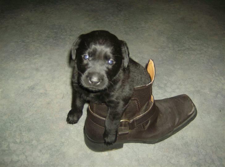 Labrador retriever Molly ^SOLGT^ billede 1