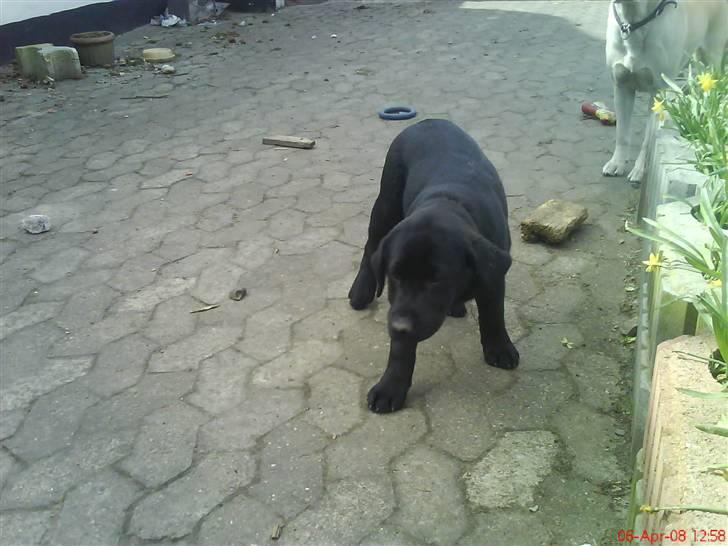 Labrador retriever Molly ^SOLGT^ billede 2