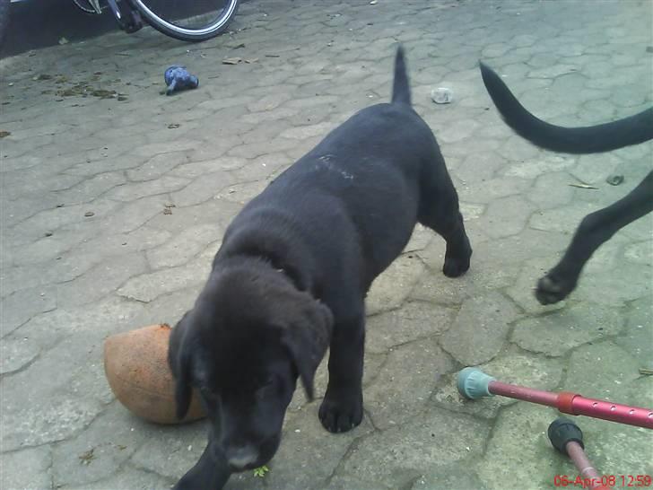 Labrador retriever Molly ^SOLGT^ billede 3
