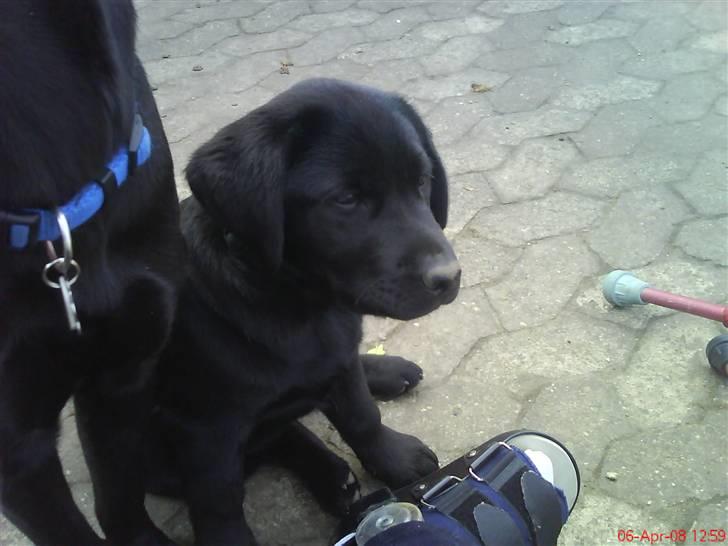 Labrador retriever Molly ^SOLGT^ billede 4