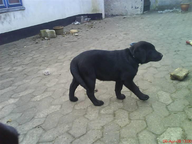 Labrador retriever Molly ^SOLGT^ billede 5