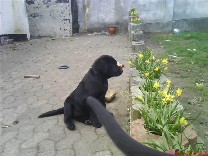 Labrador retriever Molly ^SOLGT^ billede 6