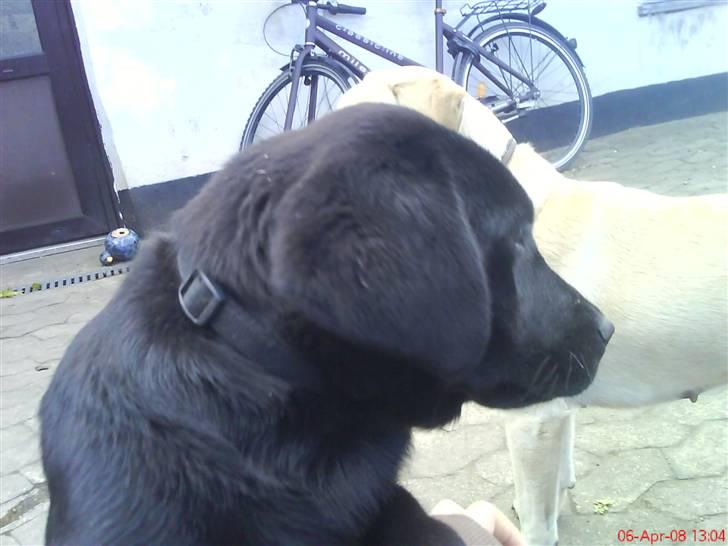 Labrador retriever Molly ^SOLGT^ billede 7