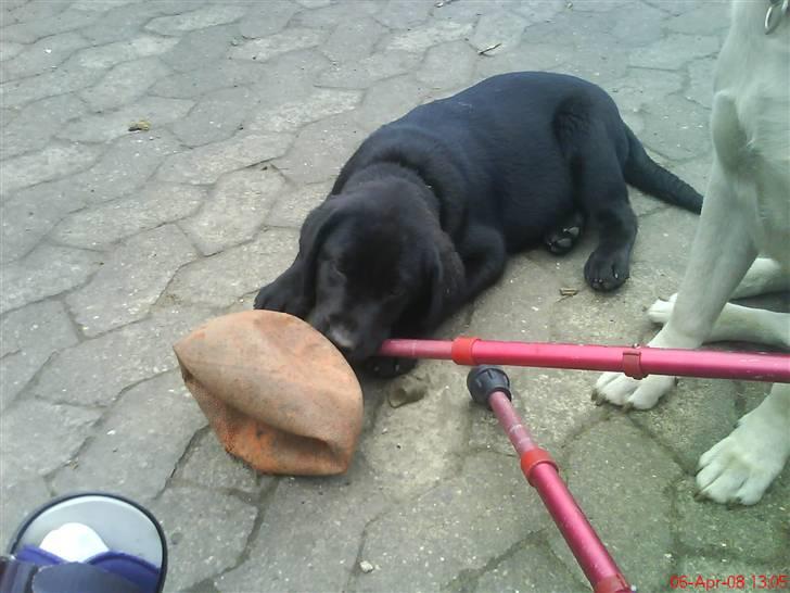 Labrador retriever Molly ^SOLGT^ billede 8