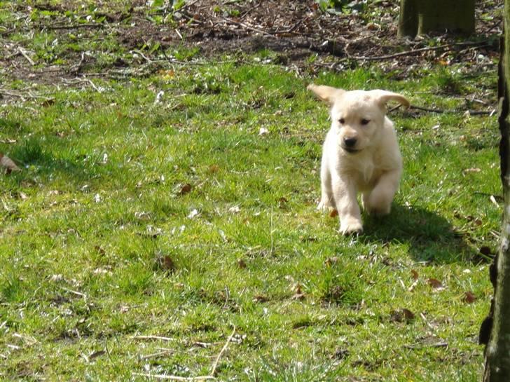 Labrador retriever Molly R.I.P. - Molly på hendes første tur ude i haven. Sikke en stor verden. 7. April 2008 billede 6