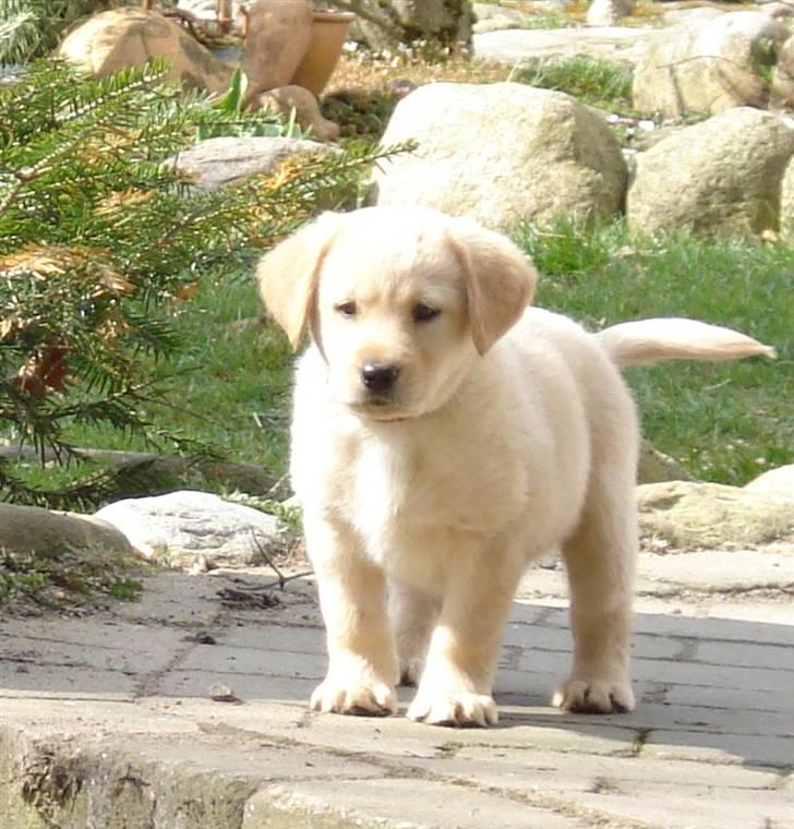 Labrador retriever Molly R.I.P. - Molly oppe på stutteriet. Der er hun født. 7. April 2008 billede 7