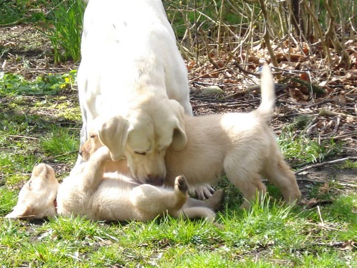 Labrador retriever Molly R.I.P. - Molly leger med mor(Tikki) og hendes søster Smilia. 7. April 2007. Det er Molly der ligger ned på ryggen... billede 8