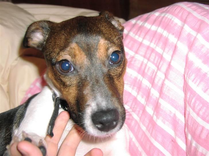 Jack russell terrier Gismo - sikke nogle søde hundeøjne.. billede 1