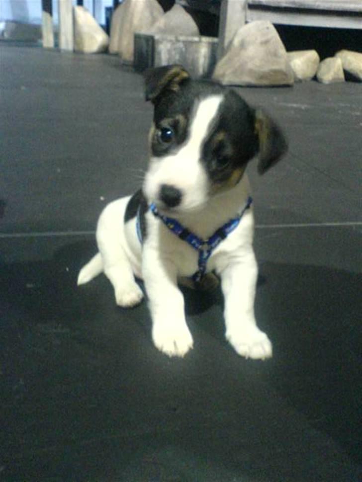 Jack russell terrier Aygo  - Nu har jeg indtaget scenen på Vejle Musikteater billede 10