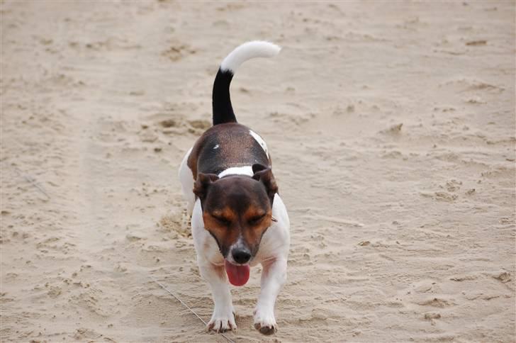 Jack russell terrier Gismo - HaHa.. billede 2