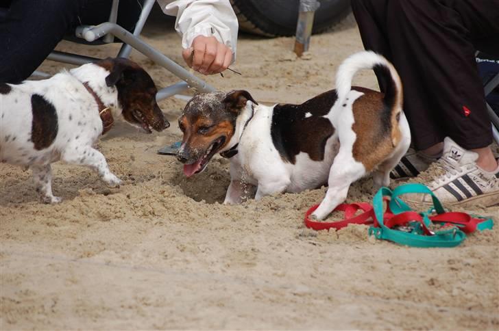 Jack russell terrier Gismo - Jeg kan ikke finde kineserne.. billede 3