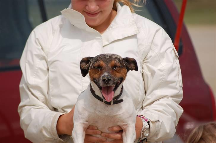 Jack russell terrier Gismo - Er jeg ikke flot.. billede 4