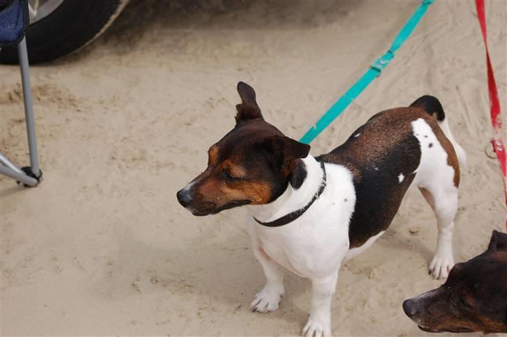 Jack russell terrier Gismo - Hvad laver de der hende.. billede 5