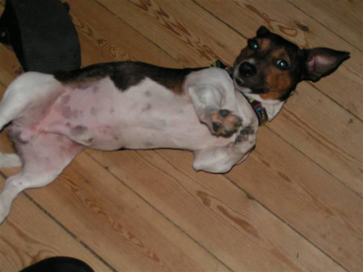 Jack russell terrier Gismo - Klø mig på maven.. billede 6