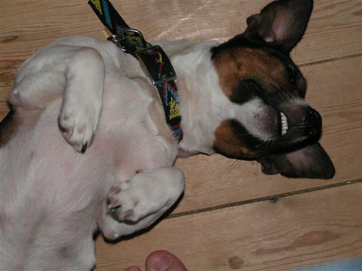 Jack russell terrier Gismo - smill... billede 7