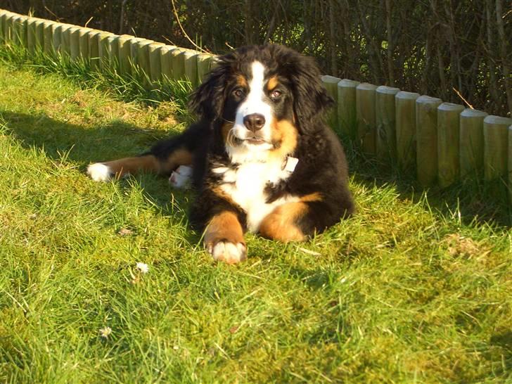 Berner sennenhund Antonio - en dejlig aften i solen på græsplænen, det da hundeliv (-: billede 9