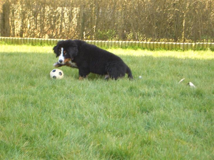 Berner sennenhund Antonio - Er det den her du vil have ??? billede 10