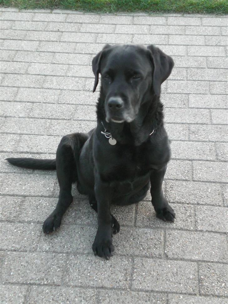Labrador retriever Max    R.I.P  billede 1