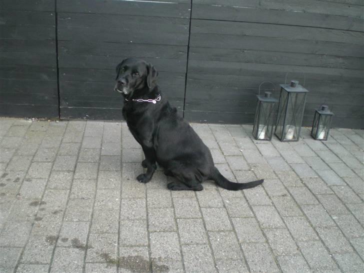 Labrador retriever Max    R.I.P  billede 2