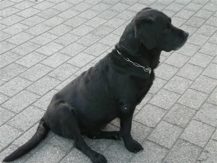 Labrador retriever Max    R.I.P  billede 3