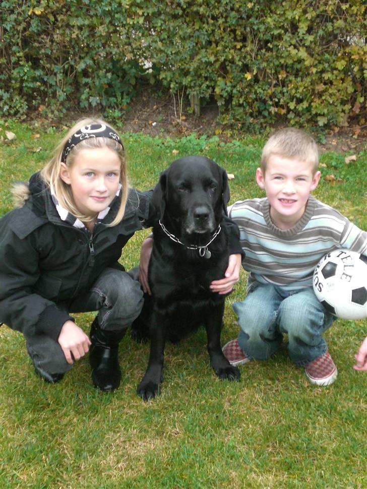 Labrador retriever Max    R.I.P  - mig, max og min lillebror billede 4