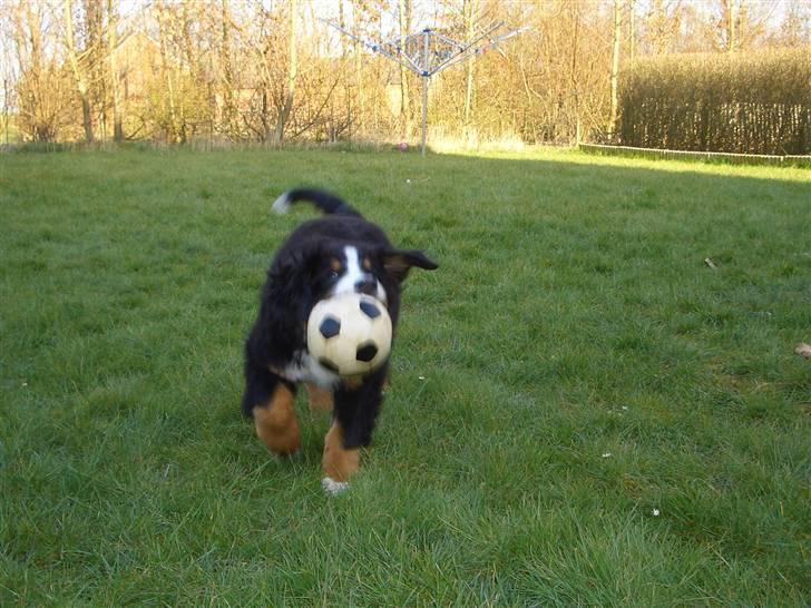 Berner sennenhund Antonio - Jamen så kommer jeg da med den. billede 11