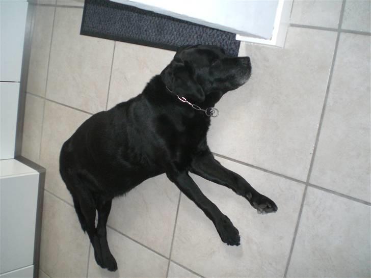 Labrador retriever Max    R.I.P  billede 5