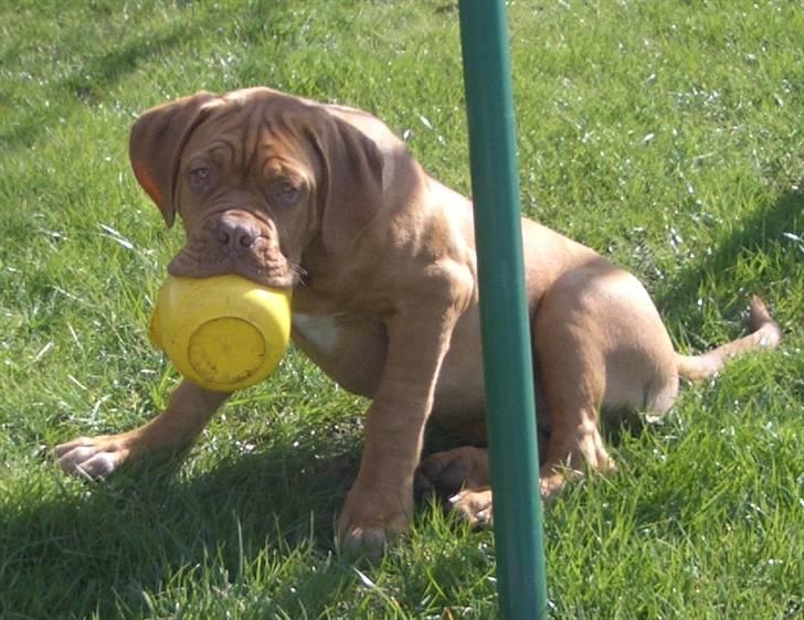 Dogue de bordeaux  Junker R.I.P.  22/12-09  - det var ikke mig... billede 10