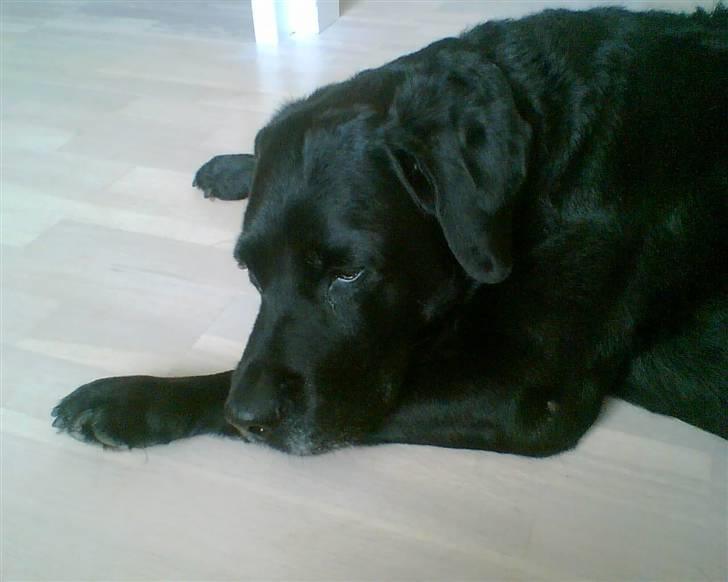 Labrador retriever Max    R.I.P  billede 6