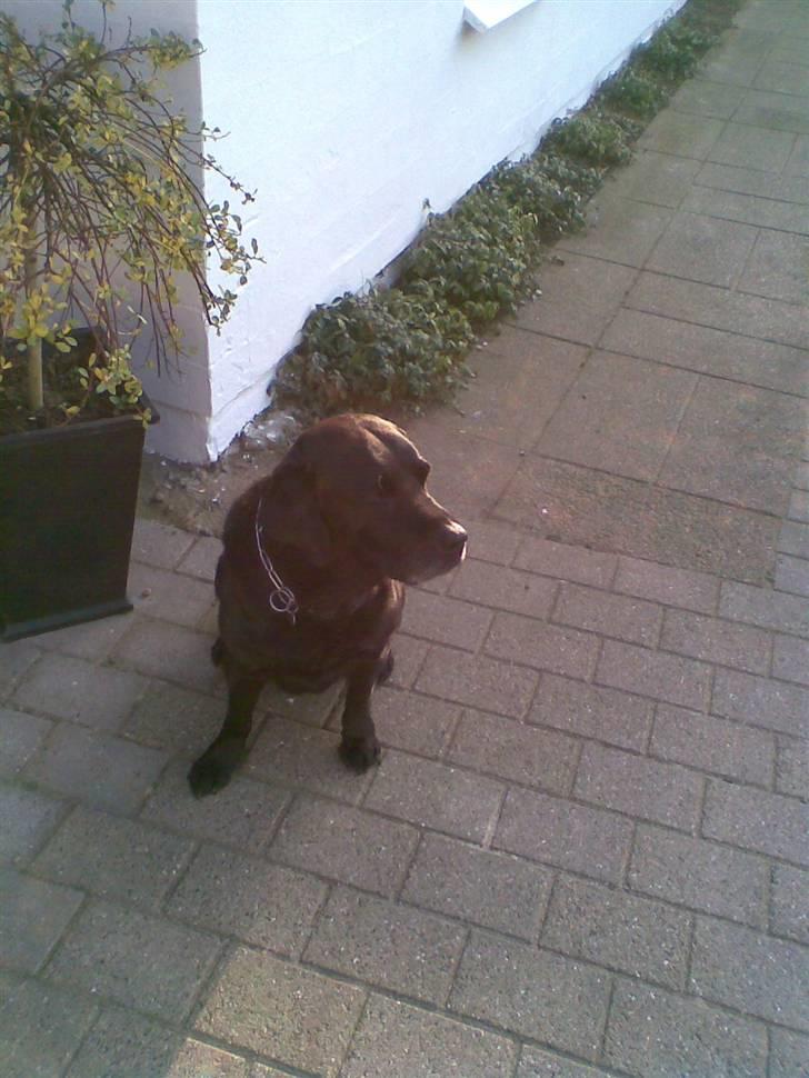 Labrador retriever Max    R.I.P  billede 7