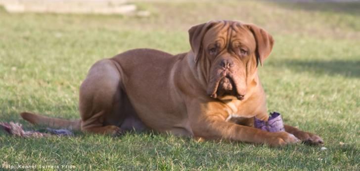 Dogue de bordeaux  Junker R.I.P.  22/12-09  billede 11