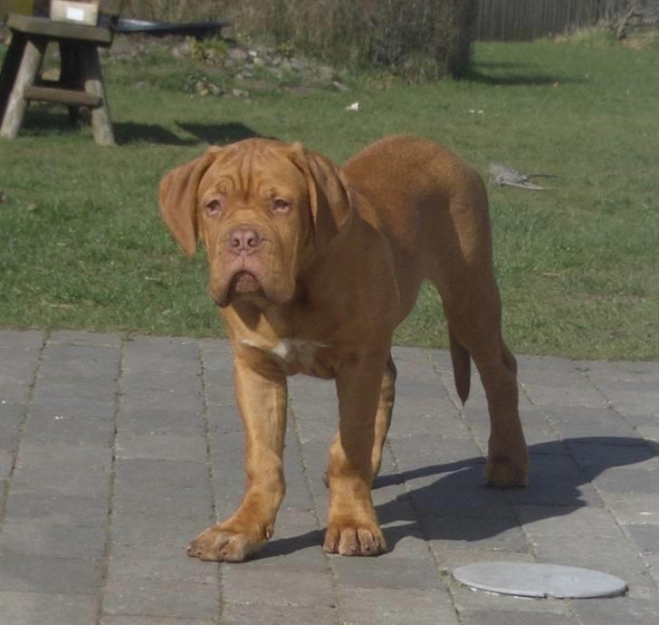 Dogue de bordeaux  Junker R.I.P.  22/12-09  billede 12