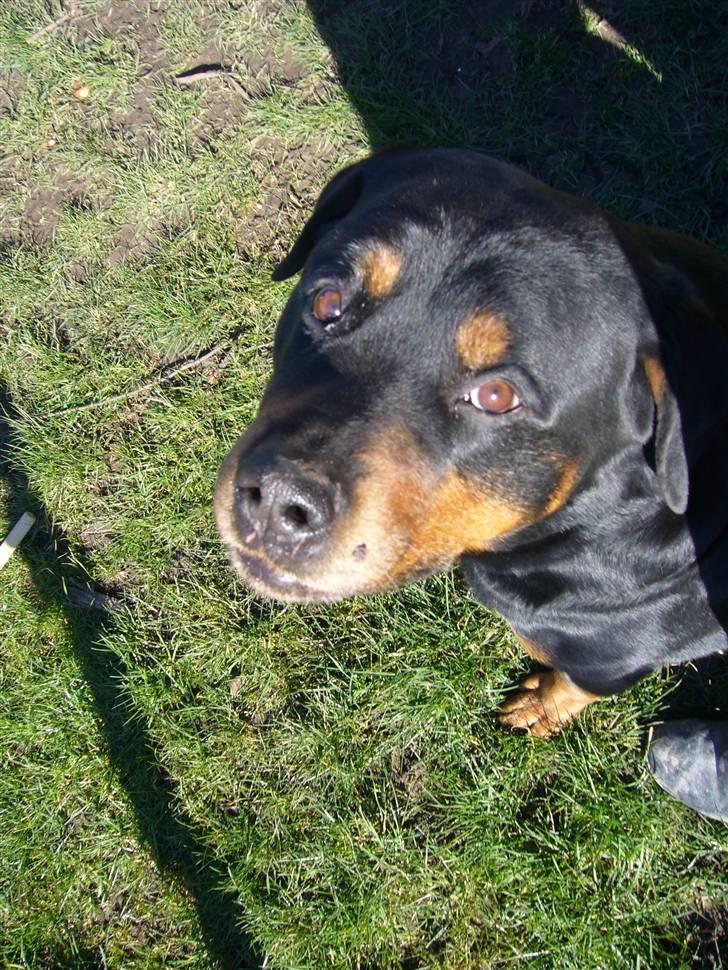 Rottweiler Zar<3 "kræft"(R.I.P)<'3 billede 14