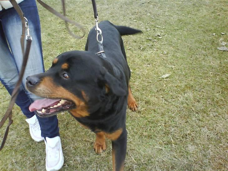 Rottweiler Zar<3 "kræft"(R.I.P)<'3 billede 15