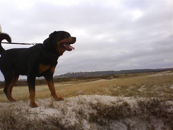 Rottweiler Zar<3 "kræft"(R.I.P)<'3 billede 16