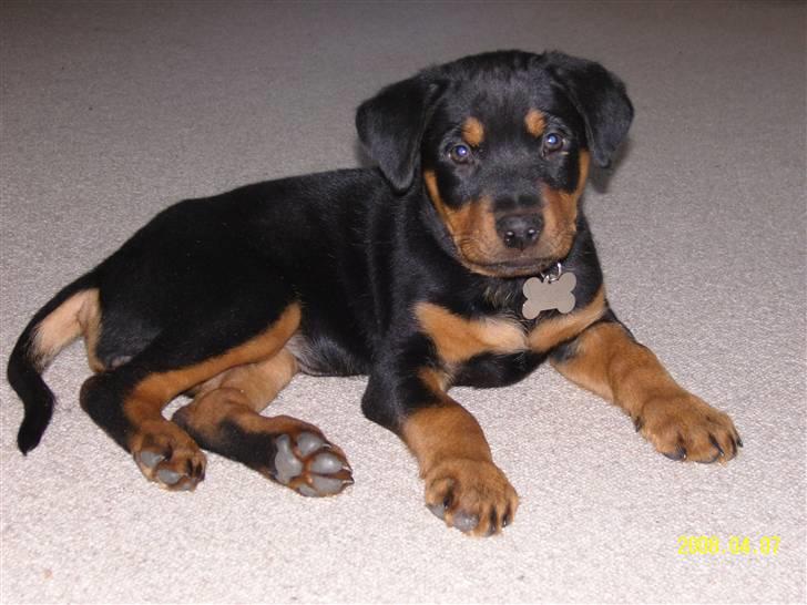 Rottweiler Bianca Egsgaard - Mig: Bianca Egagaard billede 1