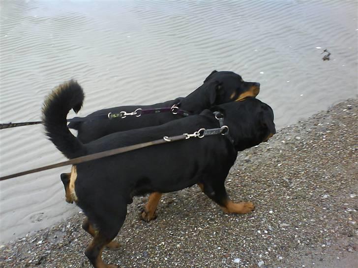 Rottweiler Zar<3 "kræft"(R.I.P)<'3 billede 17