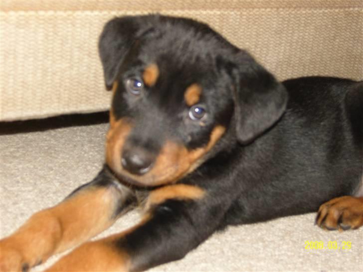 Rottweiler Bianca Egsgaard - Er jeg ikke bedårende billede 2