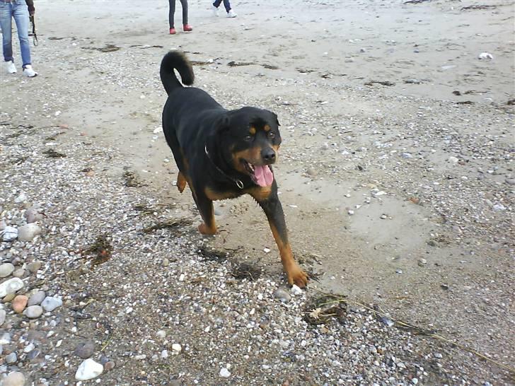 Rottweiler Zar<3 "kræft"(R.I.P)<'3 billede 18