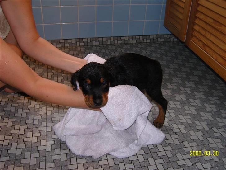 Rottweiler Bianca Egsgaard - Mit første bad billede 3